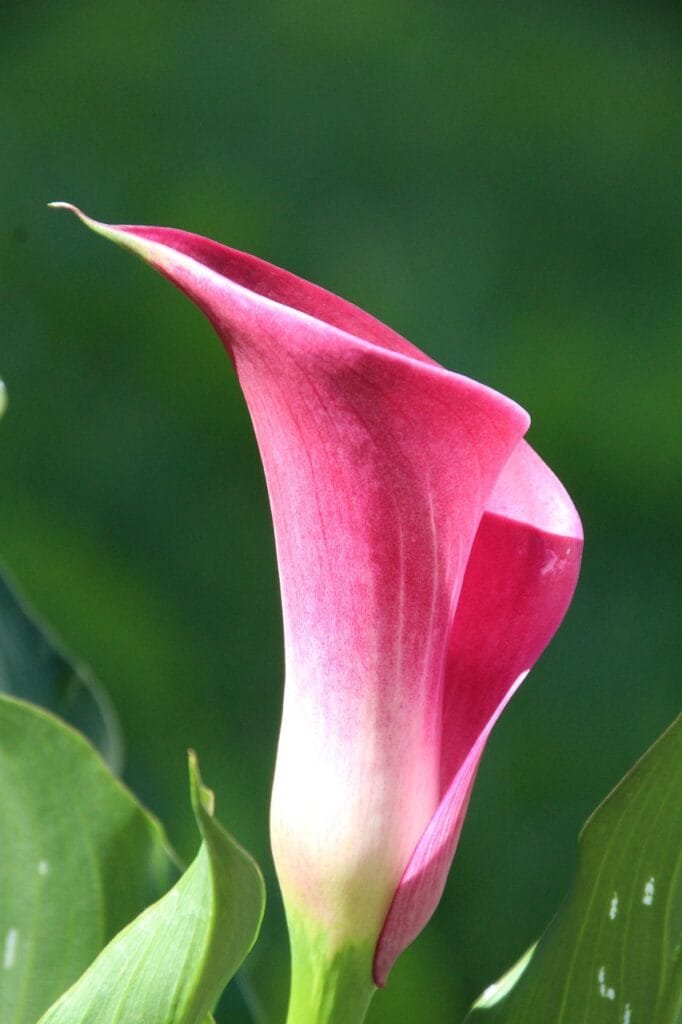 Freelance Income Ideas with Offer Lab and Russell Brunson Freelance Income Ideas with Offer Lab and Russell Brunson