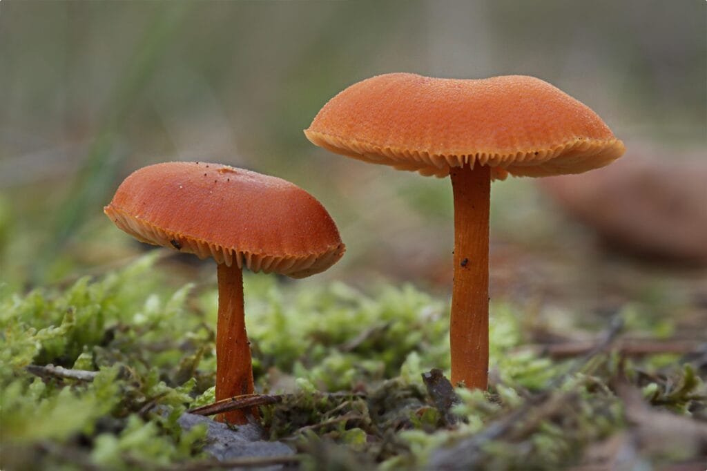 How to Monetize Audience Using Offer Lab with Russell Brunson How to Monetize Audience Using Offer Lab with Russell Brunson