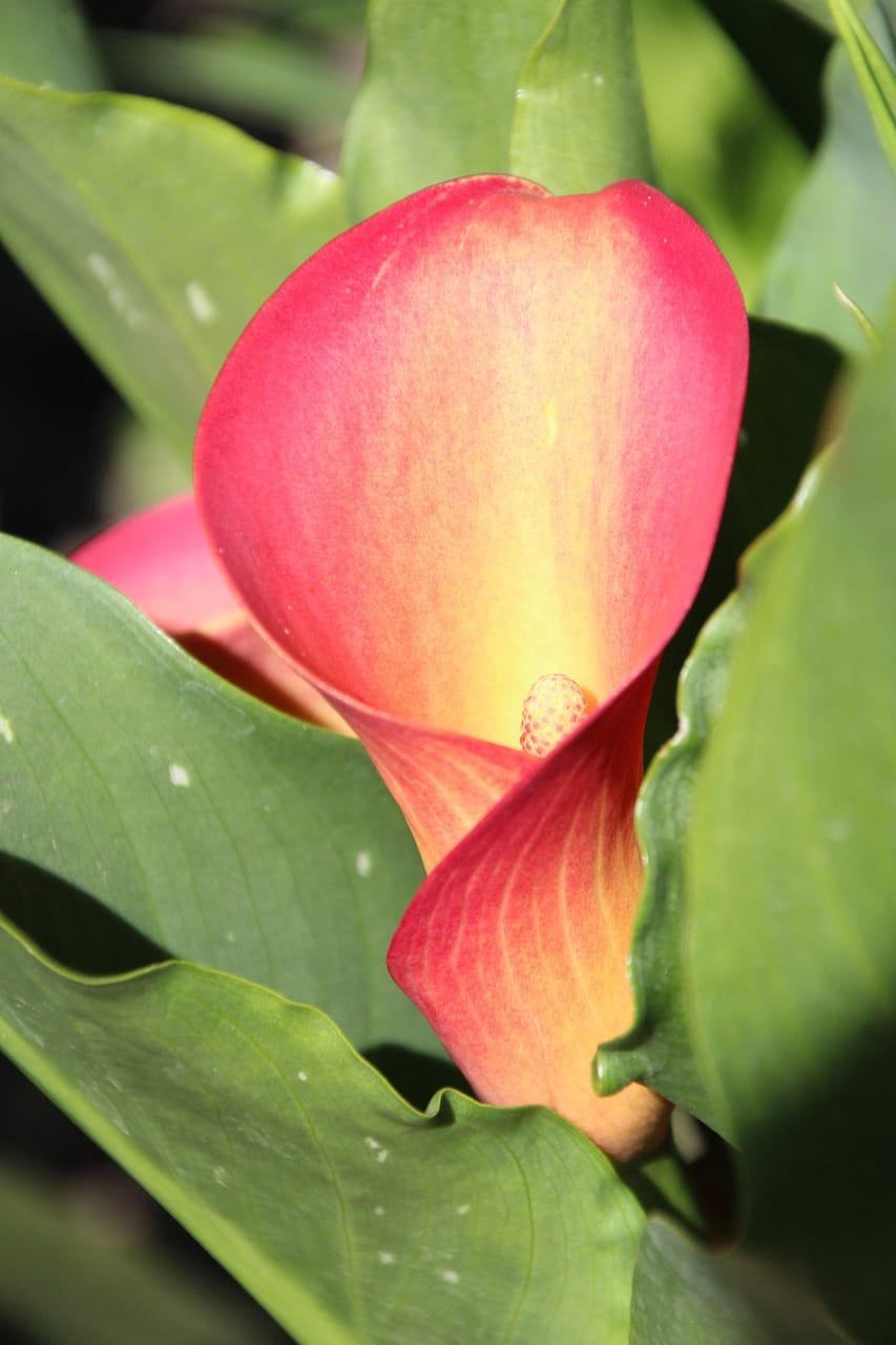 Make Money with Content Using Russell Brunson’s Offer Lab