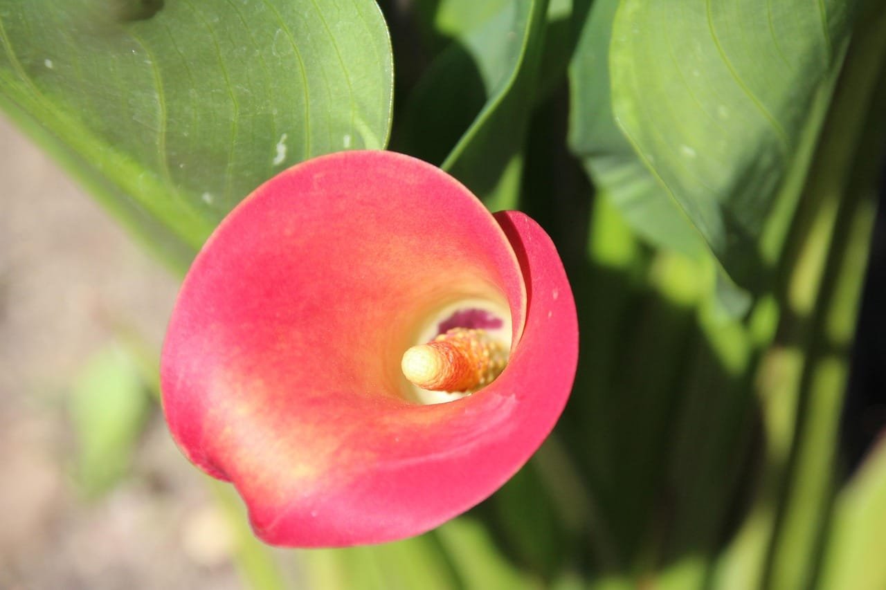 Using Russell Brunson’s Offer Lab to Start a Coaching Business